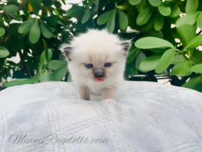 4 Week Old Ragdoll Kitten Pictures