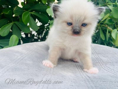 4 Week Old Ragdoll Kitten Pictures