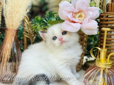 5 Week Old Ragdoll Kitten Pictures