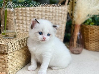 5 Week Old Ragdoll Kitten Pictures