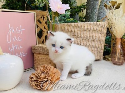 5 Week Old Ragdoll Kitten Pictures