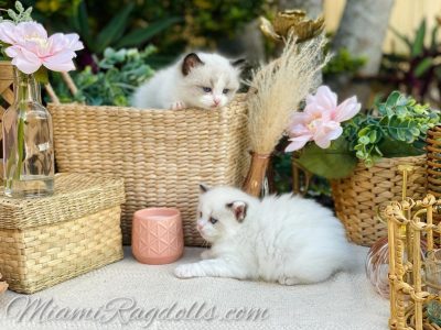 5 Week Old Ragdoll Kitten Pictures
