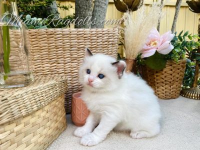 5 Week Old Ragdoll Kitten Pictures