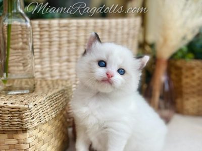 5 Week Old Ragdoll Kitten Pictures
