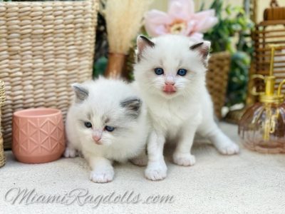 5 Week Old Ragdoll Kitten Pictures