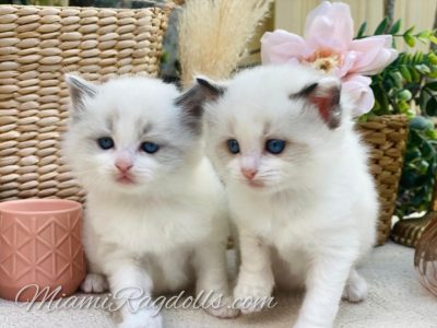 5 Week Old Ragdoll Kitten Pictures