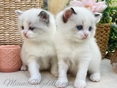 5 Week Old Ragdoll Kitten Pictures
