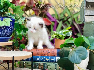 5 Week Old Ragdoll Kitten Pictures