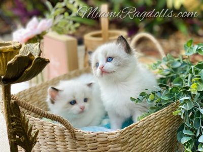 5 Week Old Ragdoll Kitten Pictures