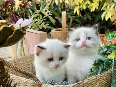 5 Week Old Ragdoll Kitten Pictures