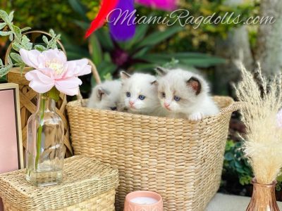 5 Week Old Ragdoll Kitten Pictures