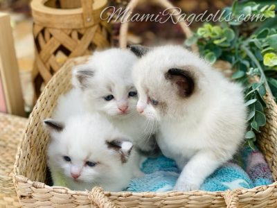 5 Week Old Ragdoll Kitten Pictures