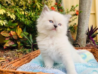 6 Week Old Ragdoll Kitten Pictures