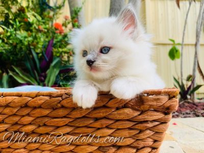 6 Week Old Ragdoll Kitten Pictures