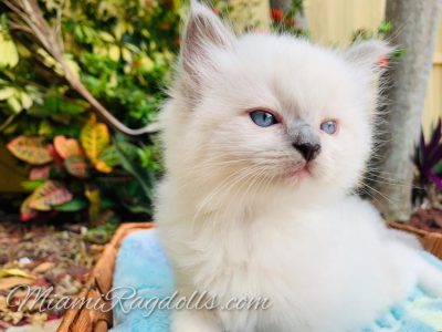 6 Week Old Ragdoll Kitten Pictures