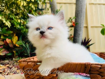6 Week Old Ragdoll Kitten Pictures