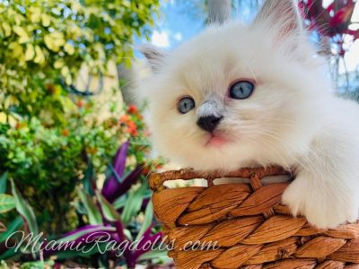 6 Week Old Ragdoll Kitten Pictures