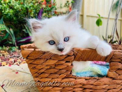 6 Week Old Ragdoll Kitten Pictures