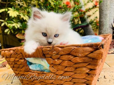 6 Week Old Ragdoll Kitten Pictures