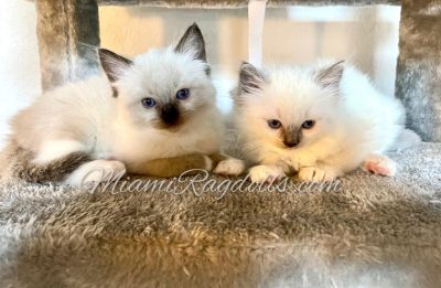 6 Week Old Ragdoll Kitten Pictures