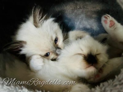 6 Week Old Ragdoll Kitten Pictures