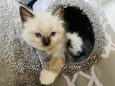 6 Week Old Ragdoll Kitten Pictures