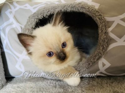 6 Week Old Ragdoll Kitten Pictures